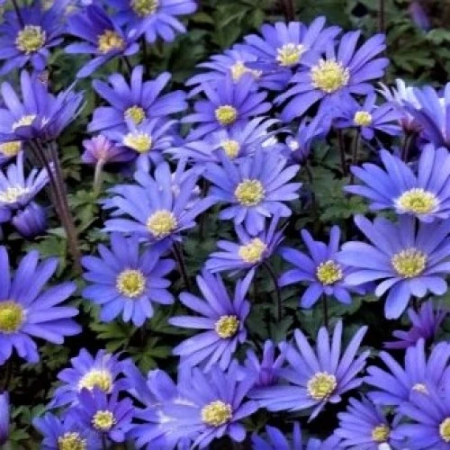 Anemon Blue Shades 