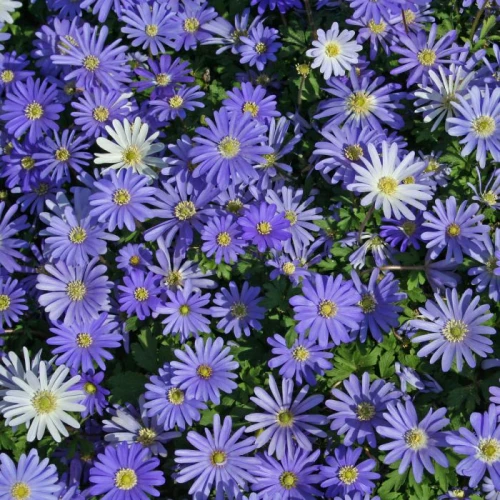 Anemon Blue Shades 