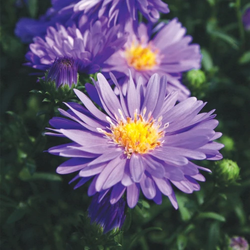 Aster blue