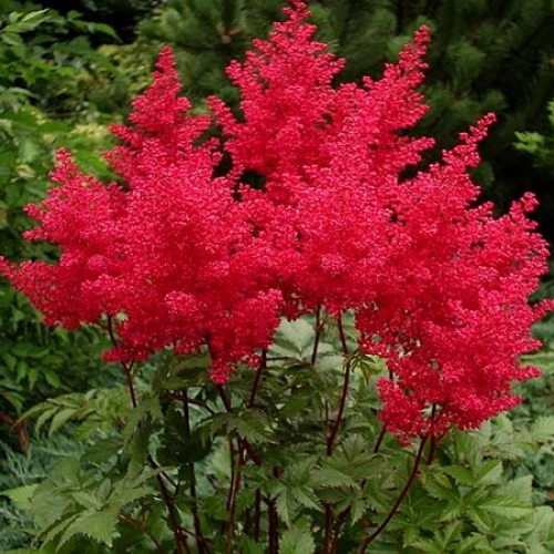 Astilbe Montgomery 