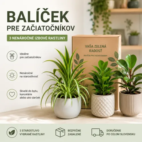 Balíček pre začiatočníkov – nenáročné izbové rastliny Balíček pre začiatočníkov – nenáročné izbové rastliny