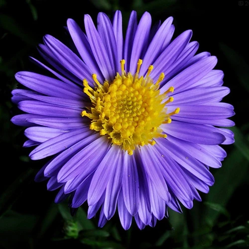 Aster blue