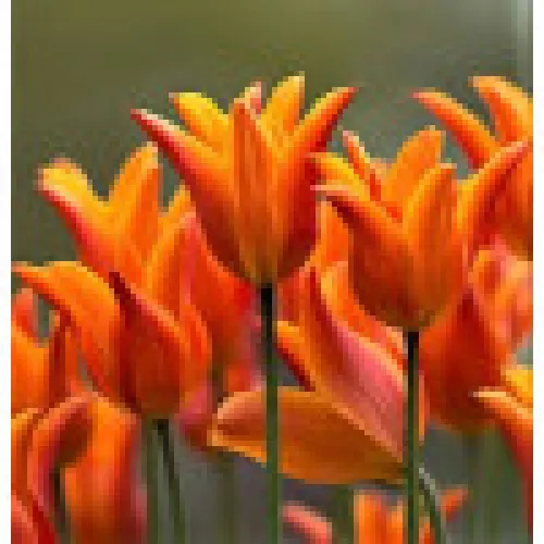 Tulipan Ballade Orange 