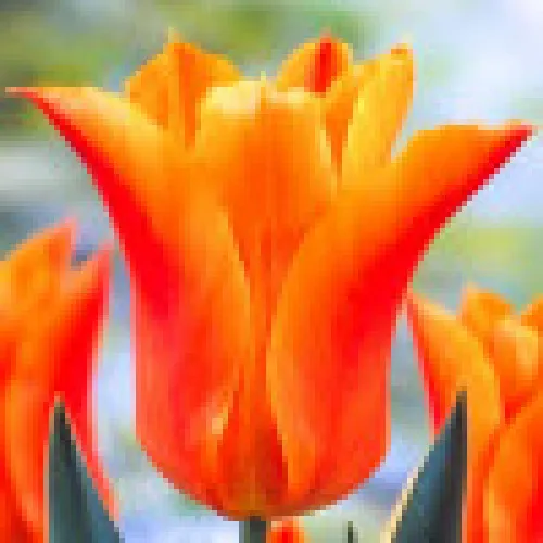 Tulipan Ballade Orange 