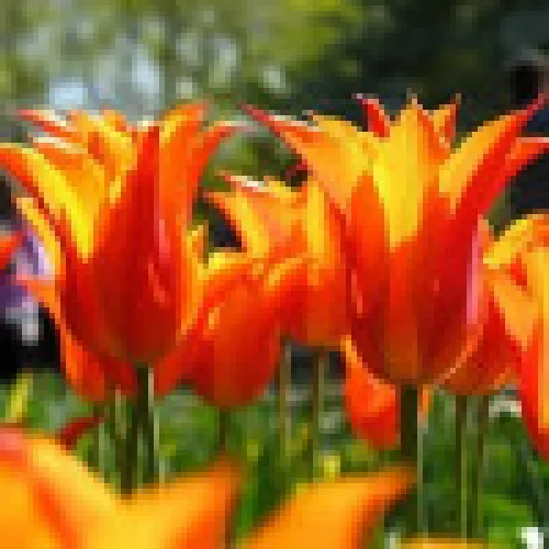Tulipan Ballade Orange 