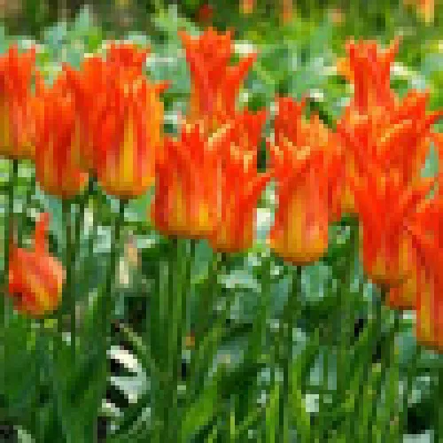 Tulipan Ballade Orange 
