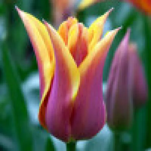 Tulipan dream 