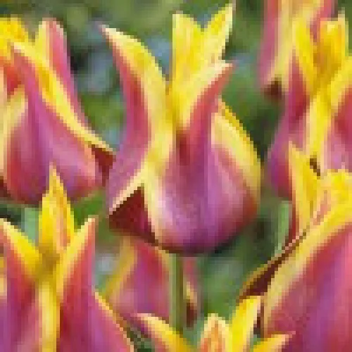 Tulipan dream 
