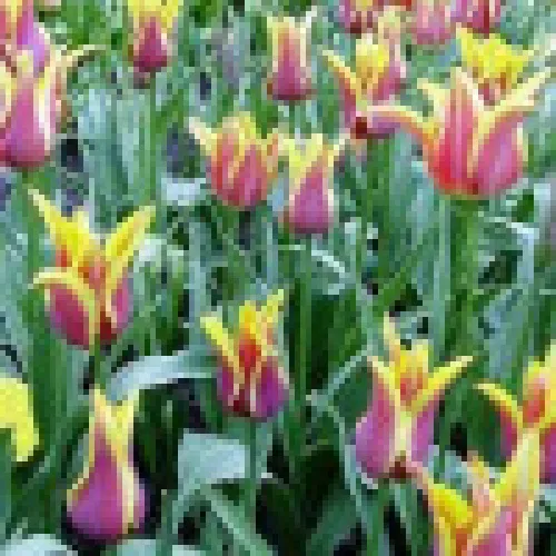 Tulipan dream 