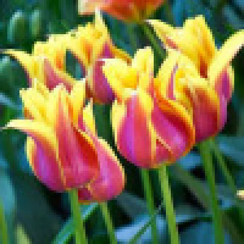 Tulipan dream 