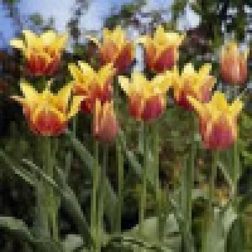 Tulipan dream 
