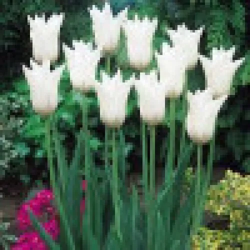 Tulipan Ballade White 