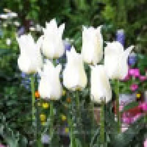 Tulipan Ballade White 