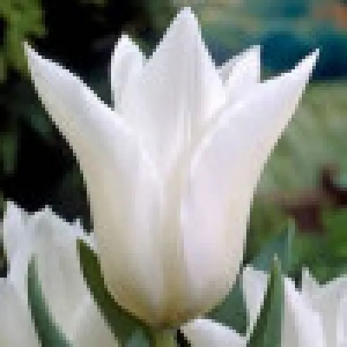 Tulipan Ballade White 