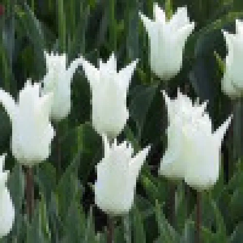 Tulipan Ballade White 