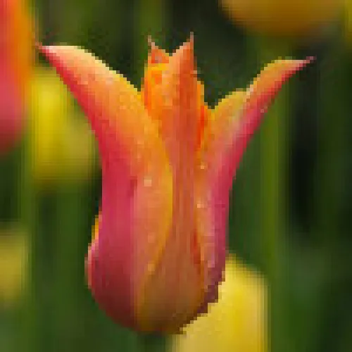 Tulipan Ballerina 