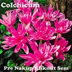 Colchicum