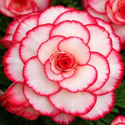 Begónia Bicolor Picotee White/Red