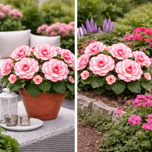 Begónia Bicolor Picotee White/Red