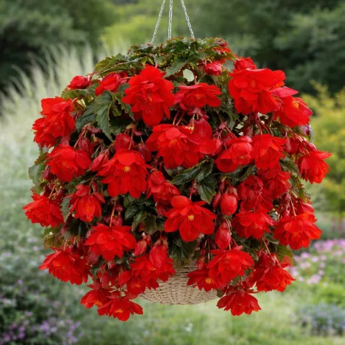 Begonia Cascade Pendula Red