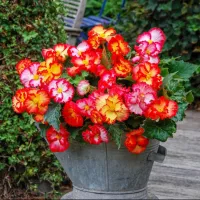 Begonia Crispa (Bicolor Crispa / Crispa Marginata)