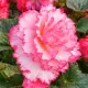 Begónia Fimbriata Marmorata Pink/White