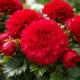 Begonia Fimbriata Red