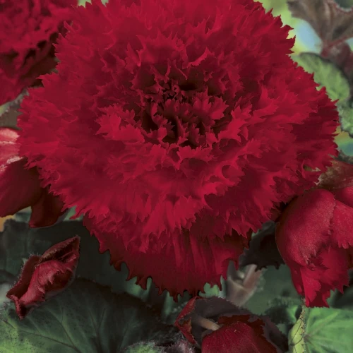 Begonia Fimbriata Red 