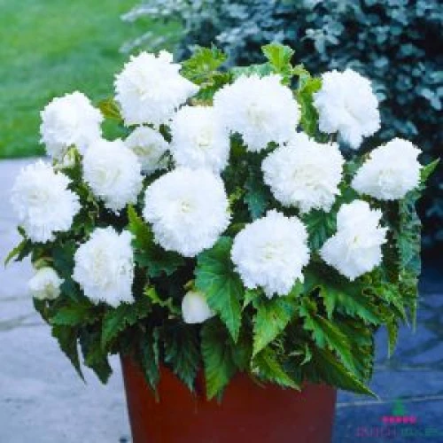 Begonia Fimbriata White  