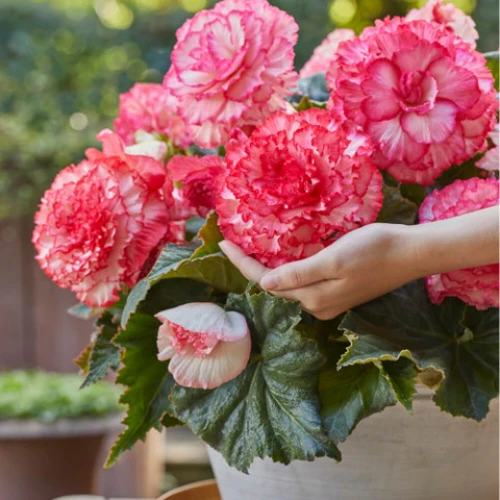 Marmorata pink/white 