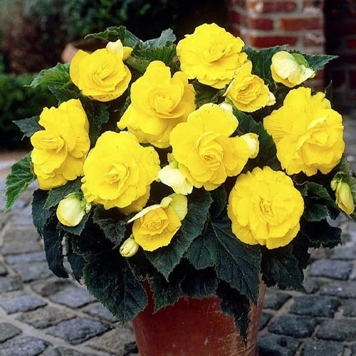 Begonia double Yellow 