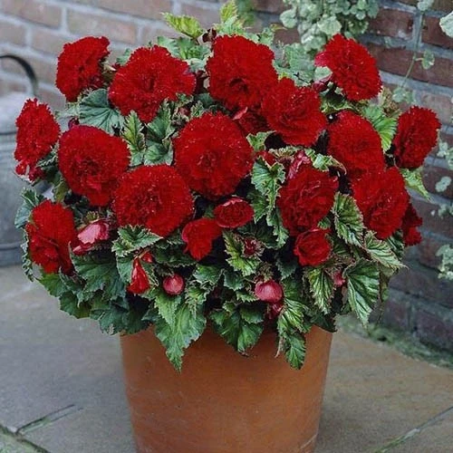 Begonia Fimbriata Red 