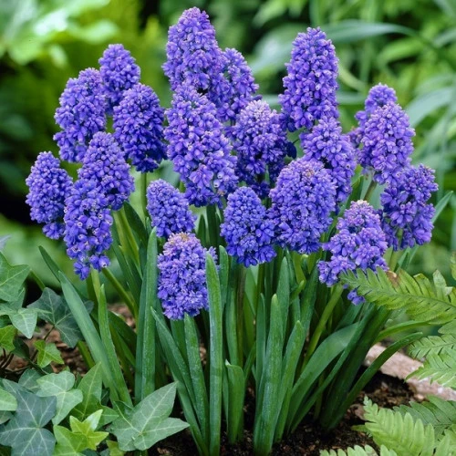 Blue Spike 