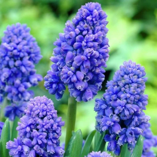 Blue Spike 