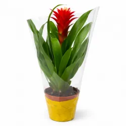 Bromélia Guzmania červená – kvetináč 12 cm