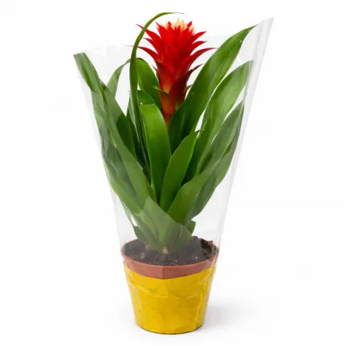 Bromélia Guzmania červená – kvetináč 12 cm