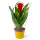Bromélia Guzmania červená – kvetináč 12 cm