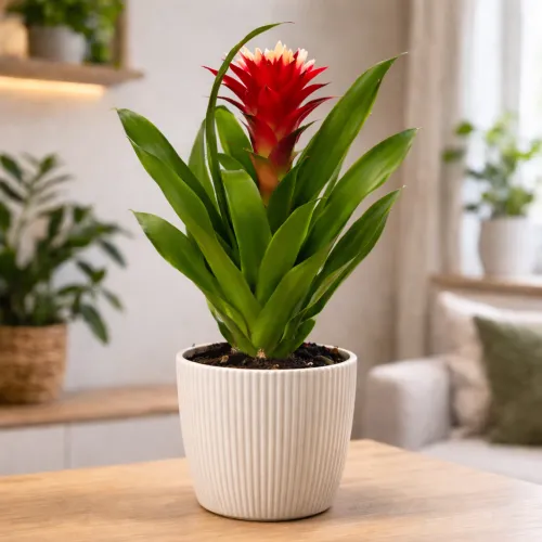 Bromélia Guzmania červená – kvetináč 12 cm