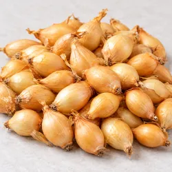 Cibuľa sadzačka Senshyu Yellow – ozimná žltá 500 g
