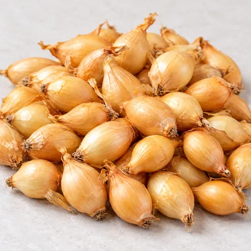 Cibuľa sadzačka Senshyu Yellow – ozimná žltá 500 g Cibuľa sadzačka Senshyu Yellow – ozimná žltá 500 g