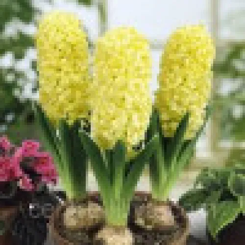 Hyacinth City of Haarlem 