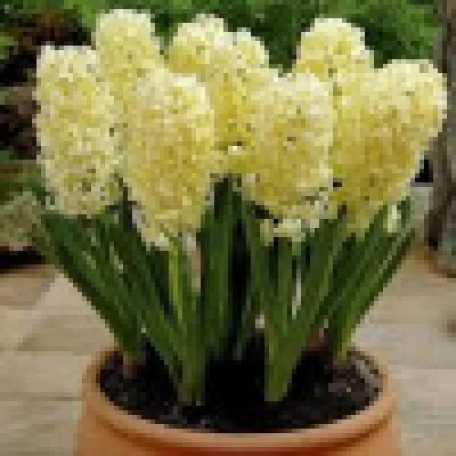 Hyacinth City of Haarlem 