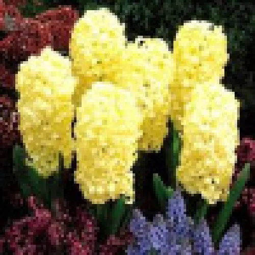 Hyacinth City of Haarlem 