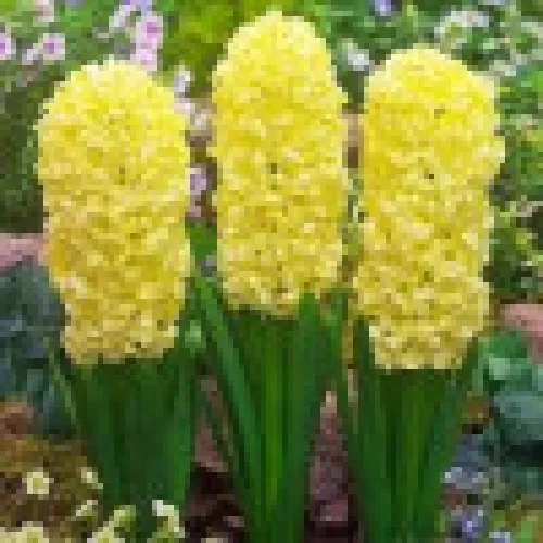 Hyacinth City of Haarlem 
