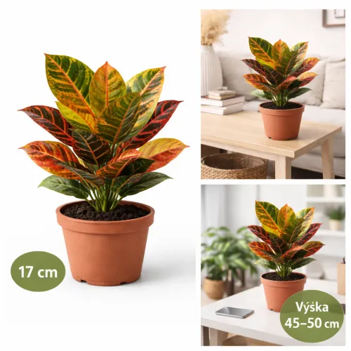 Codiaeum ‘Petra’