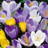 Crocus/Krokusy