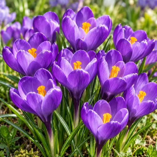 Crocus Remembrance – veľkokvetý fialový