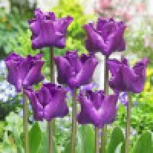 Tulipan Crown of nigrita 
