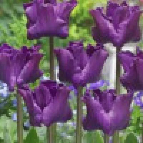 Tulipan Crown of nigrita 