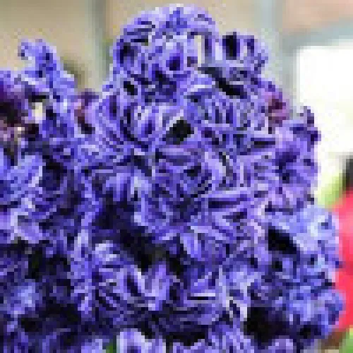 Hyacinth Crystal Palace 